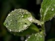 Leaf with drops Предпросмотр Обоев