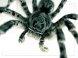 Tarantula up close Wallpaper Preview