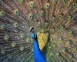 Beautiful peacock Предпросмотр Обоев