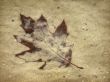 Leaf in sand Wallpaper Preview