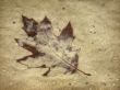 Leaf in sand Предпросмотр Обоев