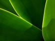 Leaf curves Wallpaper Preview