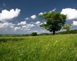 Green field and tree Предпросмотр Обоев