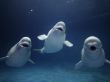 Beluga Whale Trio Wallpaper Preview