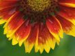 Blanket flower Wallpaper Preview