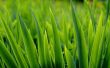 Grass close up Wallpaper Preview