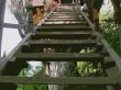 Jungle Ladder Предпросмотр Обоев