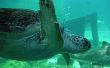 Swimming turtle Предпросмотр Обоев