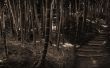 Bamboo forest Предпросмотр Обоев