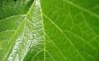 Grape leaf Предпросмотр Обоев