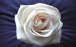 White rose Предпросмотр Обоев