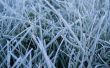 Frosted grass Wallpaper Preview