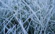 Frosted grass Предпросмотр Обоев