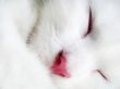 White cat face Wallpaper Preview