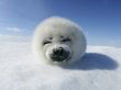 Harp Seal Pup Wallpaper Preview