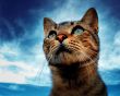 Portrait of a cat Wallpaper Preview