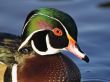 Male Wood duck Wallpaper Preview