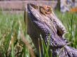 Lizard in the grass Wallpaper Preview