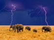 Elephants in the field Wallpaper Preview