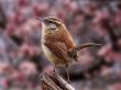 Cute brown bird Предпросмотр Обоев