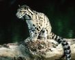 Clouded Leopard Предпросмотр Обоев