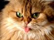 Cat with tongue Wallpaper Preview