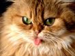 Cat with tongue Предпросмотр Обоев