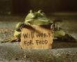 Frog with sign Wallpaper Preview