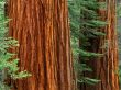 Giant Sequoia Trees Предпросмотр Обоев