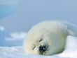 Harp Seal Предпросмотр Обоев