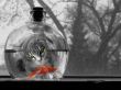 Cat watching fish Wallpaper Preview