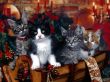 Xmas kittens Предпросмотр Обоев