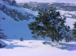Winter tree and snow Предпросмотр Обоев