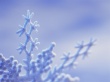 Frost winter forms Предпросмотр Обоев