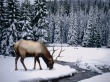 Winter stag Предпросмотр Обоев