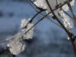 Ice on branch Wallpaper Preview