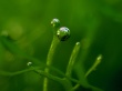 Green bubbles Wallpaper Preview