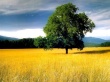 Tree in field Предпросмотр Обоев