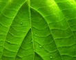 Green Vivid Leaf Предпросмотр Обоев