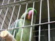 Nice parrot Предпросмотр Обоев