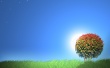 Sunset trees Wallpaper Preview