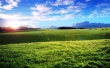 Sheeps cows hills Wallpaper Preview