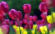 Spring tulips Wallpaper Preview