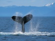 Humpback whale Wallpaper Preview