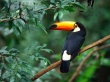 Toco Toucan Wallpaper Preview