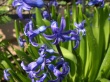 Blue spring flowers Предпросмотр Обоев