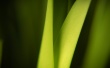 Green leafs Wallpaper Preview