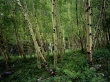 Birch forest Предпросмотр Обоев