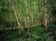 Birch forest Wallpaper Preview