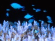 Blue damselfish Предпросмотр Обоев